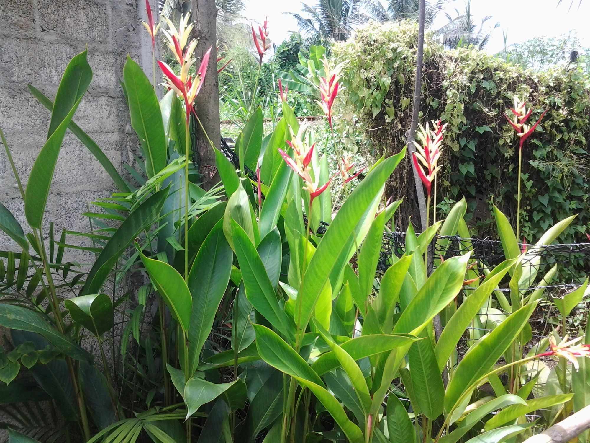 Orchid Villa #10 Хиккадува Экстерьер фото
